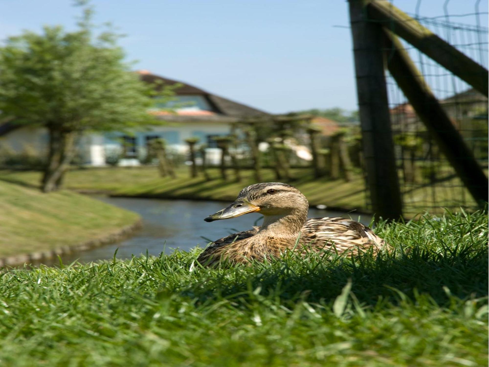 Restyled Villa, Sea At Just 1 Km , In Cozy Villa Domburg